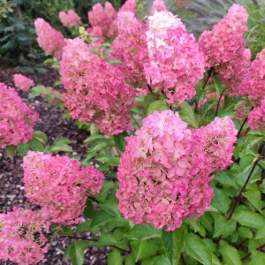 Hortensja Bukietowa 'Sundae Fraise'