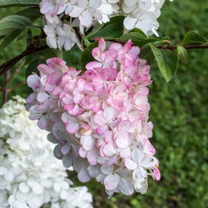 Hortensja Bukietowa 'Melba Fraise' 