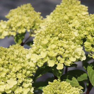 Hortensja Bukietowa 'Pandora'