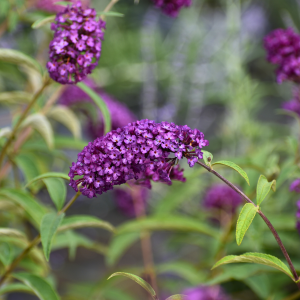 Budleja Davida 'Nanho Purple'