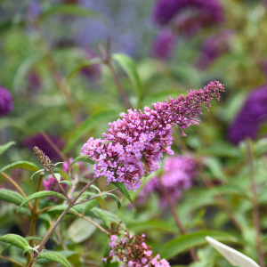 Budleja Davida 'Pink Delight'