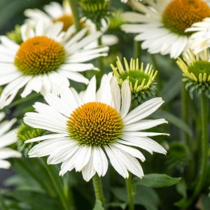 Jeżówka 'White Pearl' 