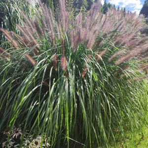 Rozplenica 'Red Head'