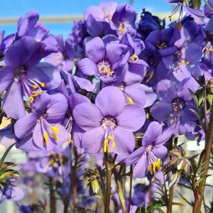 Wielosił Jezoński 'Bressingham Purple'