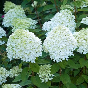 Hortensja Bukietowa 'Polar Bear' 5L