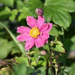 Zawilec Japoński 'Pamina'