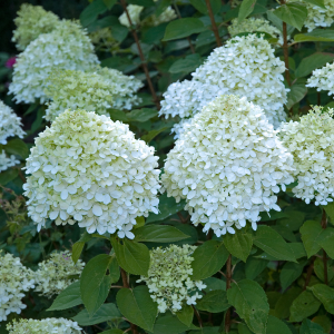 Hortensja 'PolarBear' na Pniu