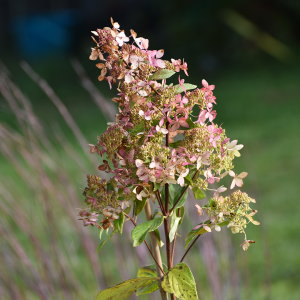 Hortensja 'Pinky Winky' na Pniu