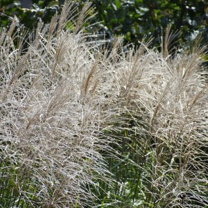 Miskant chiński 'Memory'