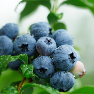 Borówka amerykańska "Duke"