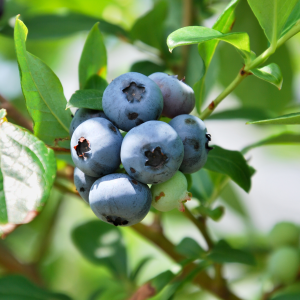 Borówka amerykańska "Bluecorp"