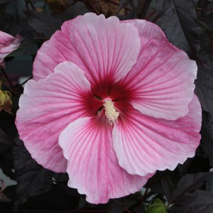 Hibiskus 'Starry Night'  5L