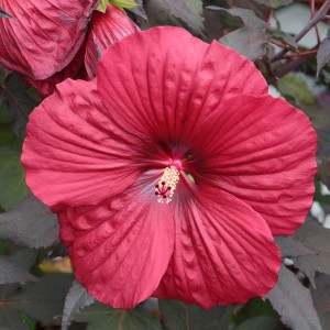 Hibiskus Summerific 'Holy Grail' 5 L