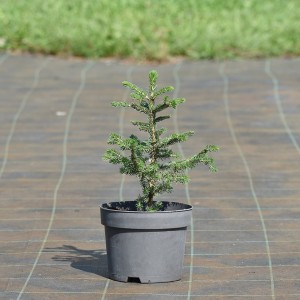 Świerk pospolity 'Maxwellii'  (odmiana karłowa)