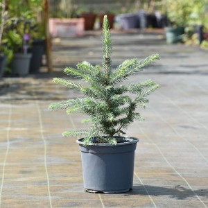 Świerk Srebrny Picea pungens 'Glauca'