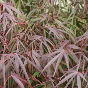 Klon palmowy 'Pung Kil'