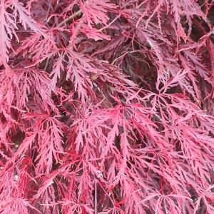 Klon palmowy 'Firecracker'