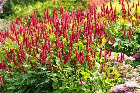 rdest DARK RED.webp