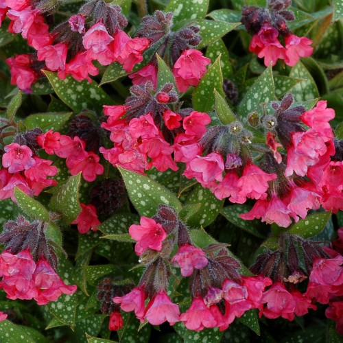 shrimps-on-the-barbie_pulmonaria-hybrida_74859_1.jpg