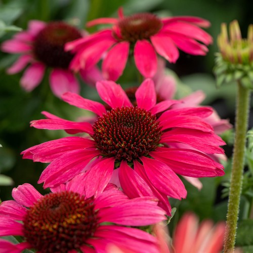 pearl-magenta_echinacea-hybrida_rosa.jpg