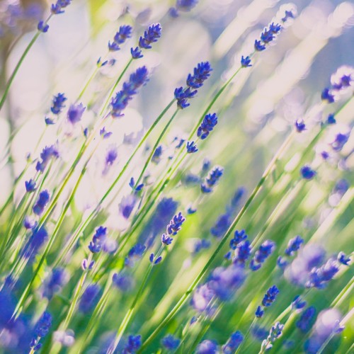 lawenda-spare-blue-rosa-6.jpg