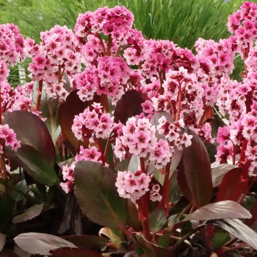 dragonflypinkdragonfly_bergenia-hybrida_rosa-1.jpg