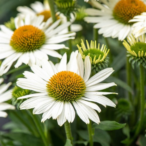 pearl-white_echinacea-rosa-1.jpg