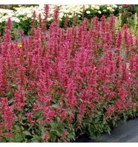 Kłosowiec 'Morello' (Agastache 'Morello')