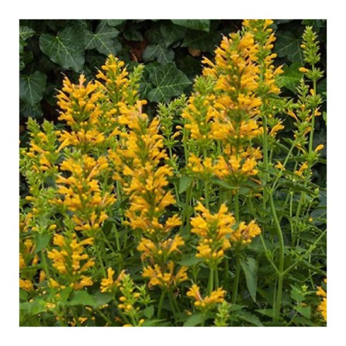 agastache-kudos-yellow-klosowiec.jpg