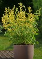 Klosowiec-Kudos-Yellow-5907.jpg