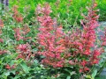 klosowiec-kudos-coral-agastache-kudos-coral.webp