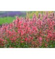 klosowiec-kudos-coral-agastache.jpg