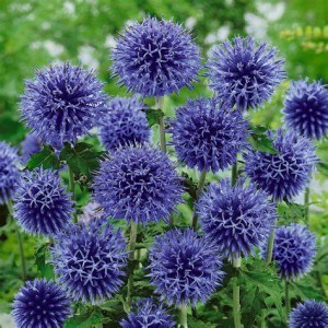 Przegorzan węgierski (Echinops ritro) 3 l