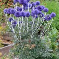 echinops_ritro_ruthenicus_01-1600x1600-1-1024x1024.jpg