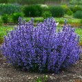 nepeta3.jpg