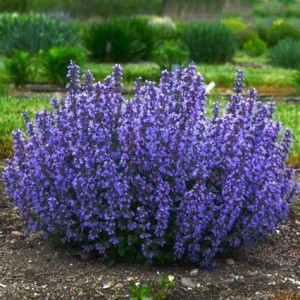Kocimiętka Nepeta 'Purrsian Blue' odstrasza kleszcze