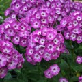 Floks-wiechowaty-Flame-Pro-Violet-Charm 2.jpg