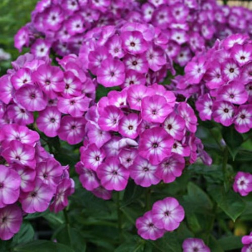 Floks-wiechowaty-Flame-Pro-Violet-Charm 2.jpg