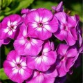 floks violet.jpg