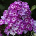 violet.jpg