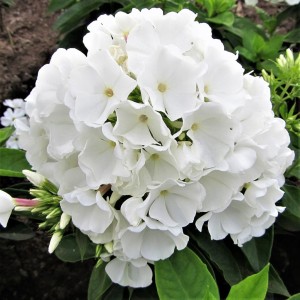 Floks wiechowaty 'Flame Pro White'