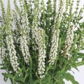 white omszona.jpg