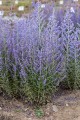 byliny-i-trawy_perovskia_77672_1.jpg