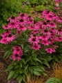 7334.webp