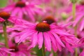 echinacea-purple-emperor_3.jpg