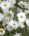 anemone_whirlwind_-1220x1496_shutterstock_2212348469_1_3.jpg