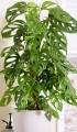 monstera minkey.jpg