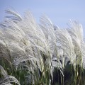 miskant-memory-5.jpg