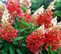 HYDRANGEA-PANICULATA-PINKY-WINKY-HORTENSJA-BUKIET.webp