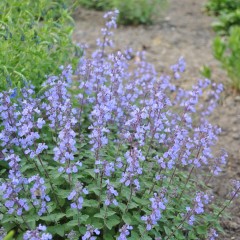 Kocimiętka 'Purrsian Blue'